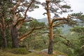 Scots pine forest Royalty Free Stock Photo