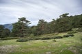 Scots pine forest Royalty Free Stock Photo