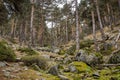 Scots pine forest Royalty Free Stock Photo