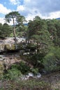 Scots Pine forest Royalty Free Stock Photo