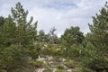 Scots pine forest Royalty Free Stock Photo