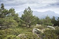 Scots pine forest Royalty Free Stock Photo