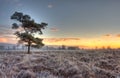 Scots Pine on a frozen heath Royalty Free Stock Photo