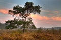 Scots pine on heath at dawn Royalty Free Stock Photo