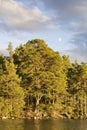 Scots Pine on Loch Garten in Scotland. Royalty Free Stock Photo