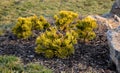 Scots pine is a low species and the cultivar Winter Gold even lower. In addition, this compact growing conifer boasts golden needl