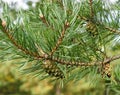 Scots Pine Or Pinus Sylvestris With Cones Royalty Free Stock Photo
