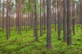 Boreal forest view with straight Scots pine tree (Pinus sylvestris) trunks