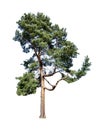Scots pine Pinus sylvestris isolated on white background Royalty Free Stock Photo