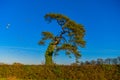 Scots pine Pinus sylvestris L.