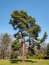 Scots pine Pinus sylvestris in the park Royalty Free Stock Photo