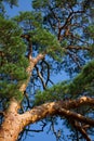 Scots Pine Pinus sylvestris Royalty Free Stock Photo