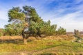 Scots pine pinus sylvestris tree in the heather fields of Oudemolen Royalty Free Stock Photo