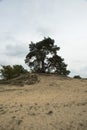 Scots pine on a sand dune