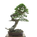 Scots pine tree bonsai in pot on white background Royalty Free Stock Photo