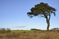 Lone Scots Pine Tree Royalty Free Stock Photo