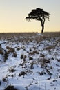 Scots Pine Royalty Free Stock Photo