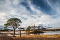 Scots Pine Trees at Loch Tulla