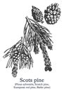 Scots pine. Vector hand drawn plant. Vintage medicinal plant sketch.