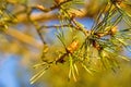 Scots pine, young, green shoots in spring