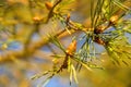 Scots pine, young, green shoots in spring