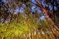 Scots pine, young, green shoots in spring