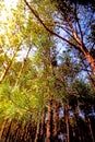 Scots pine, young, green shoots in spring