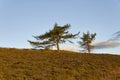 Scots Pines on the heather filled slope of the Brown Caterthun Pictish Hill Fort near Edzell.