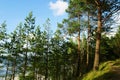 Scots or Scotch pine Pinus sylvestris trees growing on dunes by the Baltic sea. Royalty Free Stock Photo