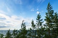 Scots or Scotch pine Pinus sylvestris trees growing on dunes by the Baltic sea. Royalty Free Stock Photo