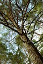 Scots or Scotch pine tree bottom up view. Royalty Free Stock Photo