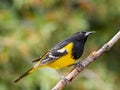 Scott`s Oriole Royalty Free Stock Photo