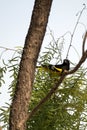 Scott's Oriole, Icterus parisorum Royalty Free Stock Photo