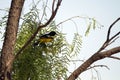 Scott's Oriole, Icterus parisorum Royalty Free Stock Photo