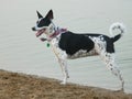 Scottie, majestic Border Collie Saluki 