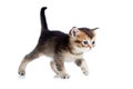 Scottish baby cat walking Royalty Free Stock Photo