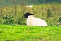 Scottish Blackface lamb