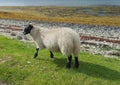 Scottish blackface sheep Royalty Free Stock Photo
