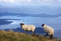 Scottish Blackface sheep breed in Norway Royalty Free Stock Photo