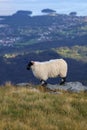 Scottish Blackface sheep breed