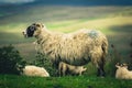 Scottish Blackface sheep Royalty Free Stock Photo