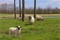 Scottish Blackface Sheep   821776 Royalty Free Stock Photo