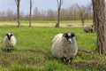 Scottish Blackface Sheep   821779 Royalty Free Stock Photo