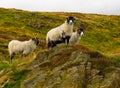 Scottish blackface sheep horned sheep rugged terrain Royalty Free Stock Photo