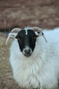 Scottish Blackface sheep Royalty Free Stock Photo