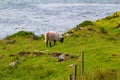 Scottish Blackface Sheep Painted With Red Paint Grazing Quietly