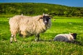 Scottish Blackface Sheep Royalty Free Stock Photo