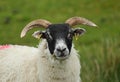 Scottish Blackface Sheep Royalty Free Stock Photo