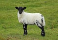 Scottish Blackface Sheep Royalty Free Stock Photo