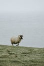 Scottish Blackface sheep at Talisker Bay on the Isle of Skye in Scotland Royalty Free Stock Photo
